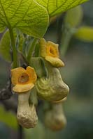 Aristolochia manshuriensis - Dutchmans Pipe, vine