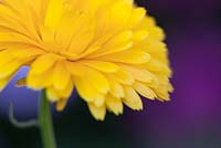 Calendula officinalis - Pot Marigold