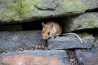Apodemus sylvaticus - Wood Mouse