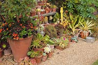 Display of succulents and tender plants at East Ruston Old Vicarage Garden, Norfolk