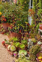 Display of succulents and tender plants at East Ruston Old Vicarage Garden, Norfolk