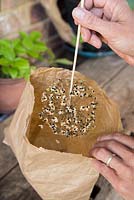 Harvesting Allium seeds