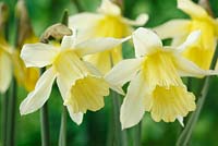 Narcissus 'W.P. Milner'. Daffodil, Division 1  Trumpet