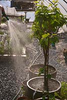 Watering fruit trees in pots by hosepipe inside a polytunnel, Wales, UK