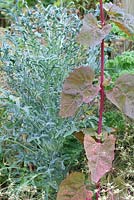 Brassica oleracea 'Dwarf Green Curled', 'Jagallo Neo', Allium cristophii seedheads and Atriplex hortensis