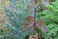 Brassica oleracea 'Dwarf Green Curled', 'Jagallo Neo', Allium cristophii seedheads and Atriplex hortensis