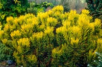Pinus mugo 'Carsten' 