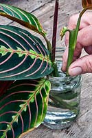 Rescuing a neglected Maranta leuconeura 'Erythroneura' (prayer plant) - root shoot end cuttings in water and trim off brown bracts