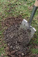 Repairing a damaged lawn - topdress with half garden soil and half sharp sand