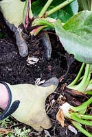 Dividing a bergenia - cut through thick roots then pull apart