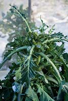 A winter brassica showing pigeon damage