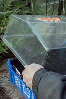 Winter greenhouse - sowing salads into a box - protect the seeds from rodent by using a plastic lid or fleece