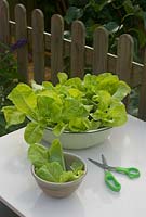 Growing lettuce salad bowl in enamel container