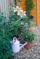 Summer pots on patio with lilies