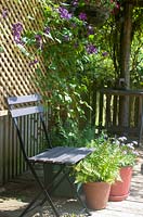 Seat under arbour with trellis and Clematis viticella 'Etoile Violette' 