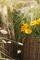 Woven containers planted with Gazania Sunbathers Nahui, Stipa Tenuissima, Miscanthus Malepartus. The QEF Garden For Joy.