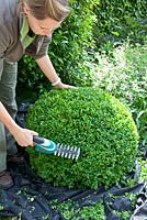 Woman shaping Buxus sempervirens
