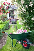 Rosa 'Ghislaine de Feligonde' with wheelbarrow full of dedheaded rose flower