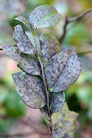 Severe sooty mould on Camillia japonica leaves, Somerset West, Western Cape, South Africa