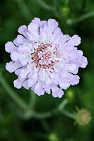 Scabiosa africana - Wild Scabious, Cape Town, South Africa