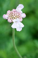 Scabiosa africana - Wild Scabious, Cape Town, South Africa
