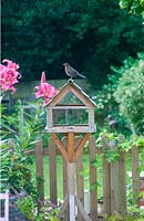 Young blackbird on birdtable in summer