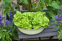 Butterhead lettuces growing in vintage enamel bowl 