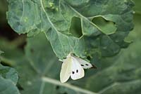 Large white Butterfly, pieris brassicae,  laying eggs on brassica plants
