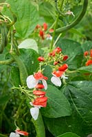 Dwarf runner beans, 'Hestia' showing flowers and beans.