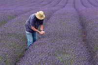 Farmer inspecting quality of Lavender Crop, Norfolk, England