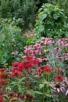 Mixed flower and vegetable garden including Monarda and Echinacea in forground with runner bean wigwam in background.