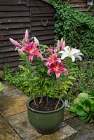Pot of trumpet lilies on garden patio