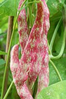 Phaseolus vulgaris 'Borlotti Firetongue'