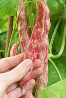 Harvesting Phaseolus vulgaris 'Borlotto Firetongue' to eat fresh in summer