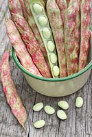 Phaseolus vulgaris 'Borlotti Firetongue' - Harvested dwarf French beans in an enamel saucepan