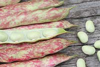 Phaseolus vulgaris 'Borlotti Firetongue' - Harvested dwarf French beans