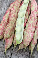 Phaseolus vulgaris 'Borlotti Firetongue' - Harvested dwarf French beans 