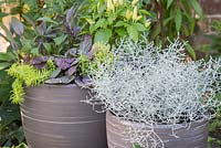 Step by Step - Winter container consisting of Thymus x citriodorus 'Golden Queen', Salvia officinalis 'Purpurascens', Ornamental Pepper 'Red Missile' and Sedum 'Angelina' with Calocephalus brownii