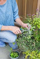Picking herbs from container of Salvia officinalis 'Tricolor', Chive, Indian Mint, Thymus, Lemongrass, White Lavender and Lemon verbena 