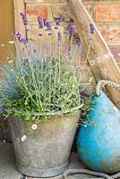 Seaside pot (Lavender 'Hidcote', Erigeron 'Profusion', Festuca, Cineraria and Limonium)
