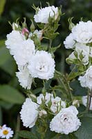 Rosa 'White Grootendorst' - Chateau du Rivau, Loire Valley, France - David Austin Roses, white border
