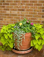 Ipomoea, Dichondra and Dahlia in container