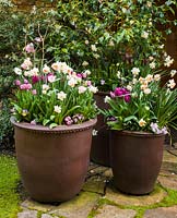 Narcissus 'Replete' and 'Spring Pride', Tulipa 'Angelique', Viola and Primula 