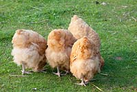 Orpington chickens