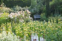Informal garden with bench. Phlomis russeliana, Rosa 'Buff Beauty', Centranthus ruber 'Albus' and Cephalaria gigantea