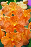 Ascocenda natasha 'Mandarin' - Orchid