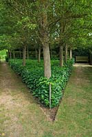 Block of shrubby ivy growing under trees in border. East Ruston Old Vicarage, Norfolk
