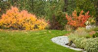 Informal garden in autumn - planting, Rhus typhina 'Bailtiger', Hamamelis 'Diane' 