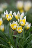 Tulipa Tarda - early spring tulips 
