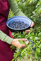 Foraging Sloe berries - Prunus spinosa